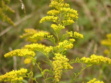 Is ragweed high in dallas today. Things To Know About Is ragweed high in dallas today. 